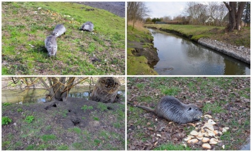 Nutria to nie atrakcja, to szkodnik - Serwis informacyjny z Wodzisławia Śląskiego - naszwodzislaw.com