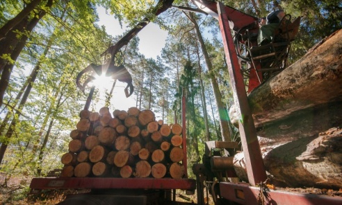 Drewno surowcem strategicznym - apel Lasów Państwowych do Ministerstwa Klimatu i Środowiska - Serwis informacyjny z Wodzisławia Śląskiego - naszwodzislaw.com