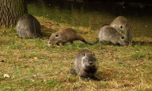 Rybnik walczy o ocalenie nutrii - Serwis informacyjny z Wodzisławia Śląskiego - naszwodzislaw.com