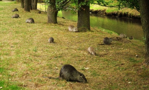 Rybnik wciąż walczy o ocalenie nutrii - Serwis informacyjny z Wodzisławia Śląskiego - naszwodzislaw.com