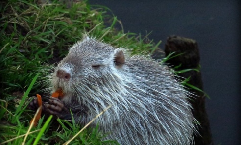 Wesprzyjmy rybnickie nutrie - Serwis informacyjny z Wodzisławia Śląskiego - naszwodzislaw.com