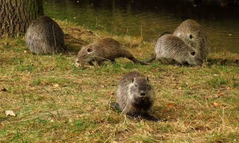 Chciała uratować nutrie z Rybnika. Dziś nikt nie wie, co się z nimi stało Chciała uratować nutrie z Rybnika. Dziś nikt nie wie, co się z nimi stało - Serwis informacyjny z Wodzisławia Śląskiego - naszwodzislaw.com