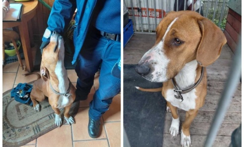 Dzielnicowi z Czerwionki-Leszczyn uratowali psa Dzielnicowi z Czerwionki-Leszczyn uratowali psa - Serwis informacyjny z Wodzisławia Śląskiego - naszwodzislaw.com