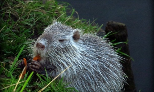 Nie dokarmiajmy nutrii – apel do mieszkańców Rybnika Nie dokarmiajmy nutrii – apel do mieszkańców Rybnika - Serwis informacyjny z Wodzisławia Śląskiego - naszwodzislaw.com