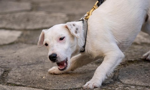 Koszule, mucha i ukryte narkotyki. Iron nie dał się zwieść pozorom elegancji Koszule, mucha i ukryte narkotyki. Iron nie dał się zwieść pozorom elegancji - Serwis informacyjny z Wodzisławia Śląskiego - naszwodzislaw.com
