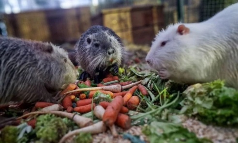 100 nutrii i tylko dwie osoby. Tak wygląda codzienność wyjątkowego azylu w Rybniku 100 nutrii i tylko dwie osoby. Tak wygląda codzienność wyjątkowego azylu w Rybniku - Serwis informacyjny z Wodzisławia Śląskiego - naszwodzislaw.com