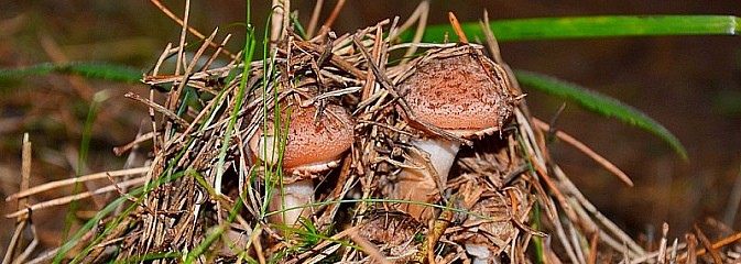 Raport dla grzybiarzy z rudzkich lasów - Serwis informacyjny z Wodzisławia Śląskiego - naszwodzislaw.com