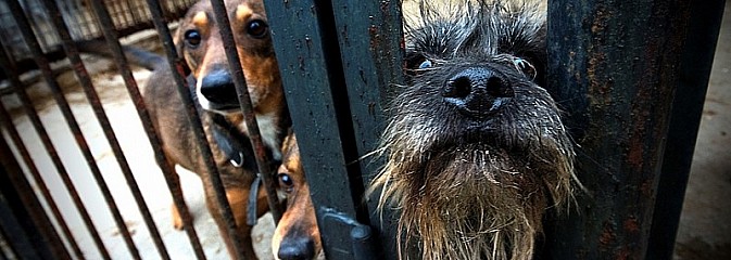 Konkurs fotograficzny dla miłośników psów i nie tylko!  - Serwis informacyjny z Wodzisławia Śląskiego - naszwodzislaw.com