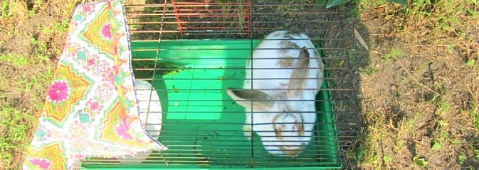 Ktoś podrzucił królika pod jedną z posesji w Rybniku - Serwis informacyjny z Wodzisławia Śląskiego - naszwodzislaw.com