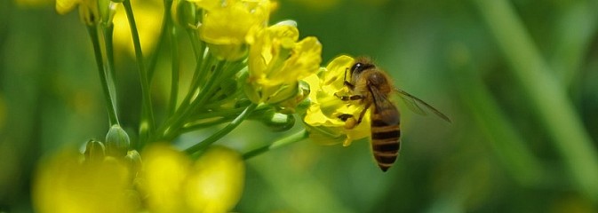 Światowy dzień pszczół, czyli Jej Wysokość Pszczoła - Serwis informacyjny z Wodzisławia Śląskiego - naszwodzislaw.com